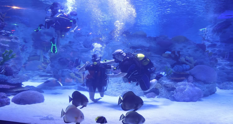 Engelli sporcular öncülüğünde “Engelsiz Dalış”